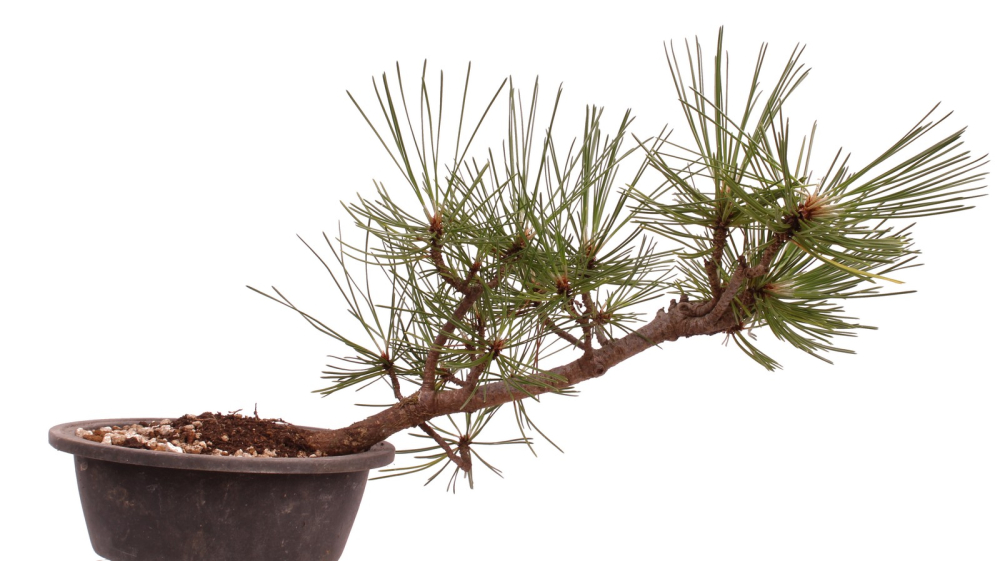 Bonsai - Pinus nigra - Schwarzkiefer 230/20