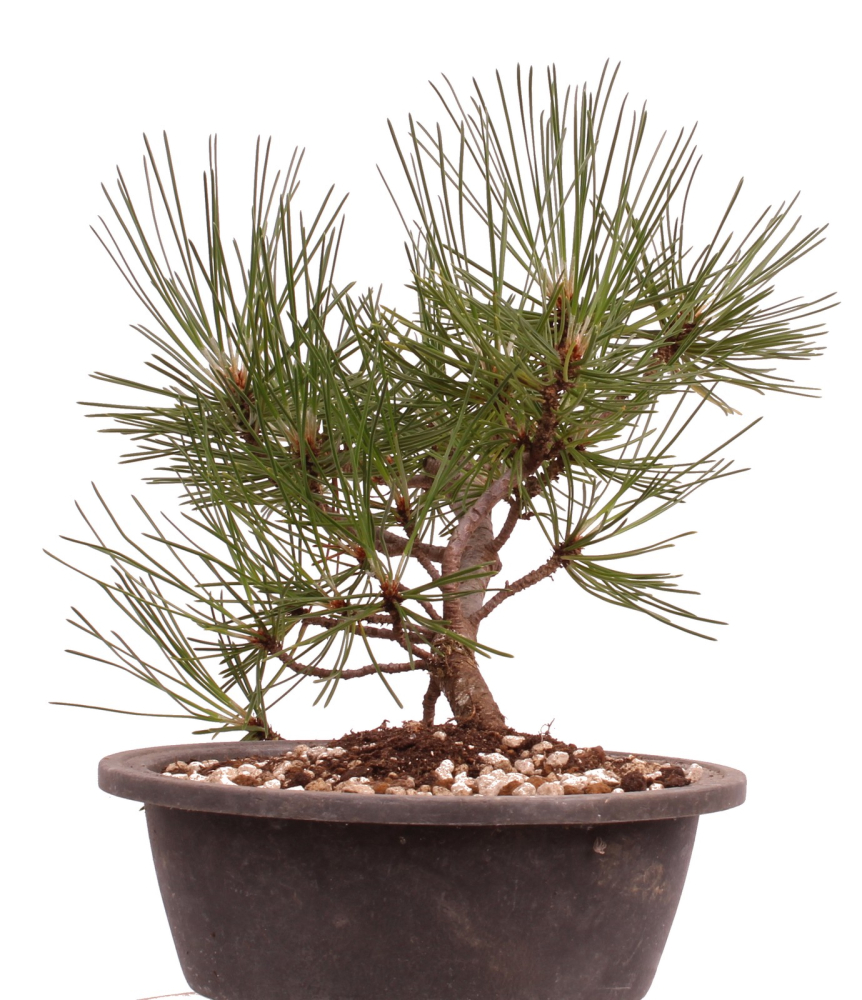 Bonsai - Pinus nigra - Schwarzkiefer 230/20