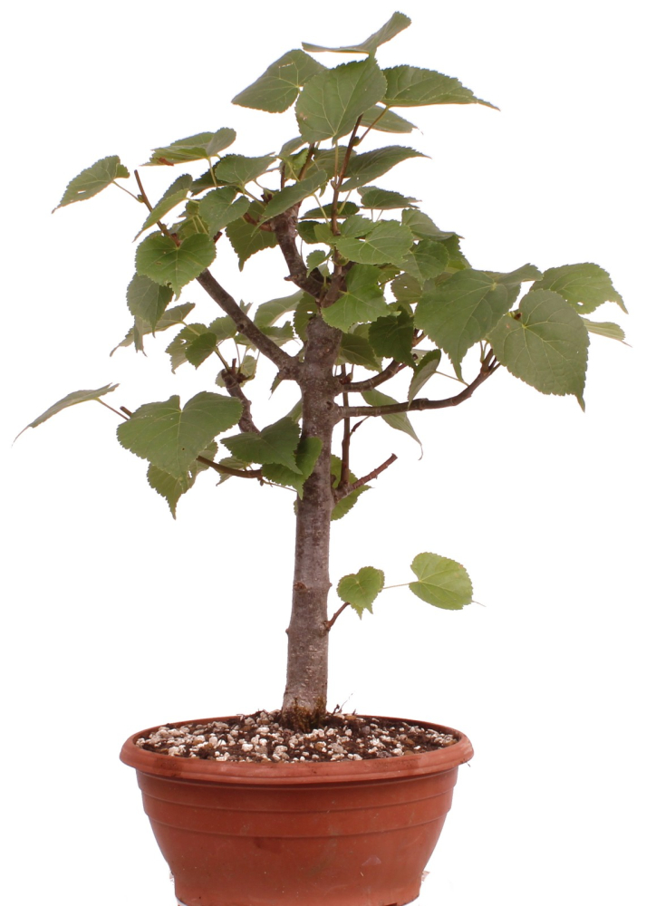 Bonsai - Tilia cordata  - Winterlinde 230/22