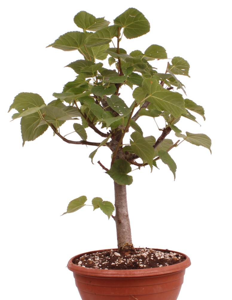 Preview: Bonsai - Tilia cordata  - Winterlinde 230/22