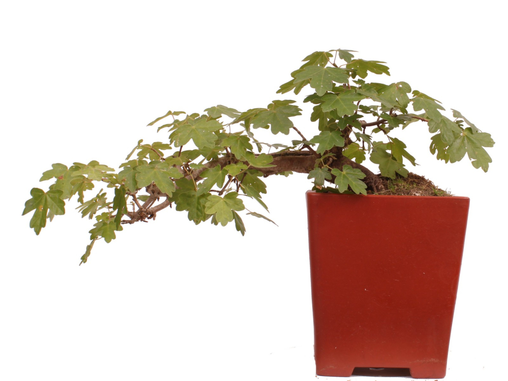Bonsai - Acer campestre - Feldahorn  230/23
