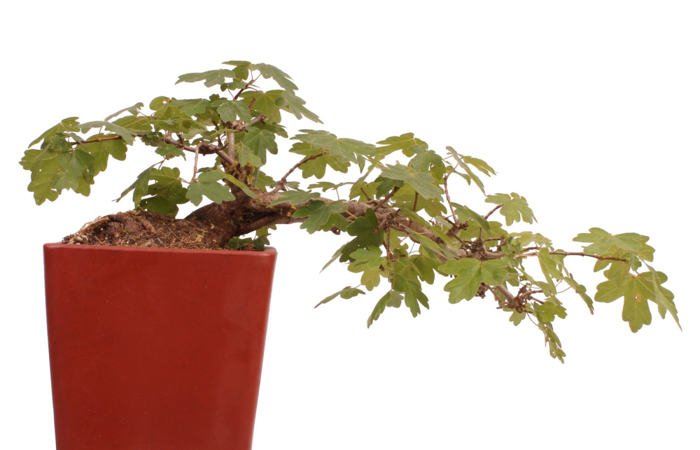 Preview: Bonsai - Acer campestre - Feldahorn  230/23