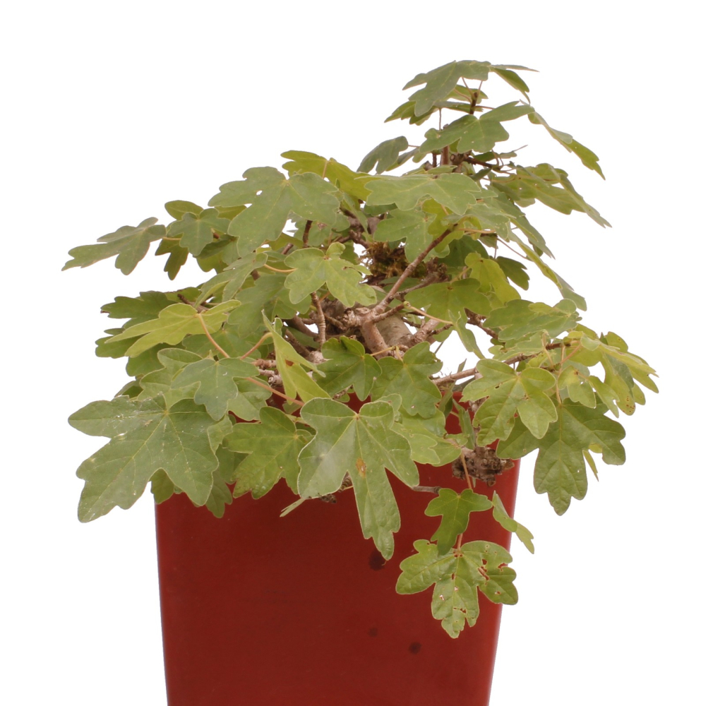 Preview: Bonsai - Acer campestre - Feldahorn  230/23