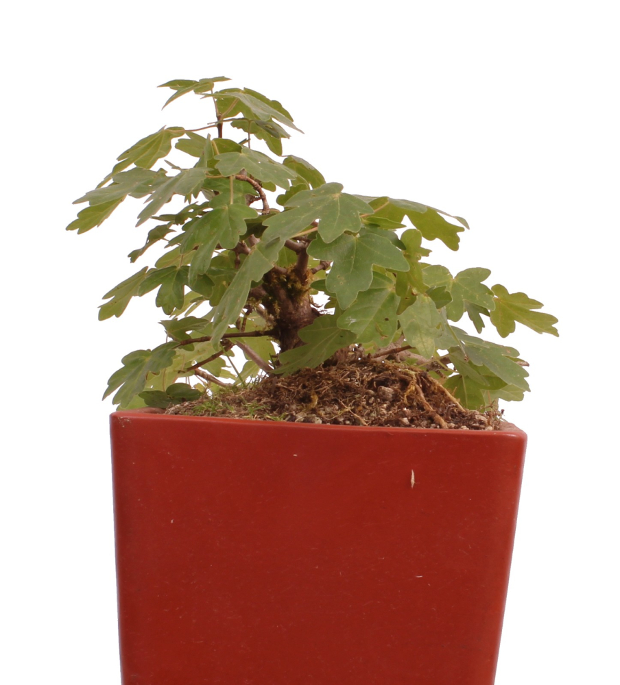 Preview: Bonsai - Acer campestre - Feldahorn  230/23