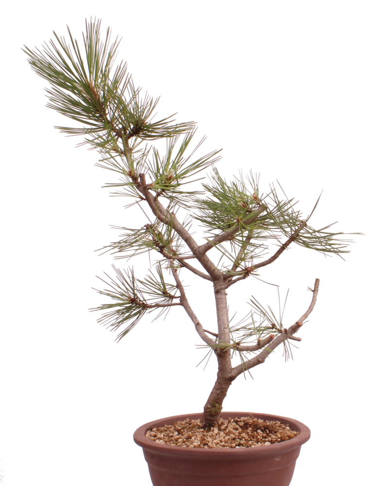 Preview: Bonsai - Pinus nigra - Schwarzkiefer 230/24