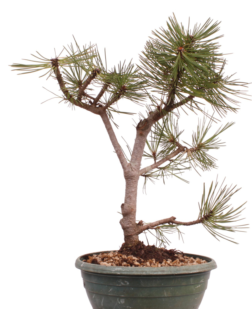 Bonsai - Pinus nigra - Schwarzkiefer 230/26