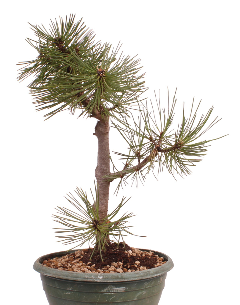 Bonsai - Pinus nigra - Schwarzkiefer 230/26