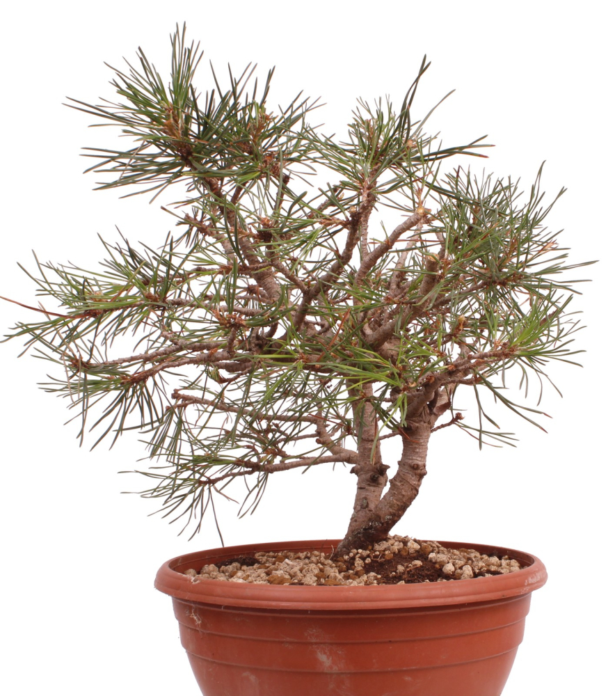 Preview: Bonsai - Pinus sylvestris - Waldkiefer 230/27