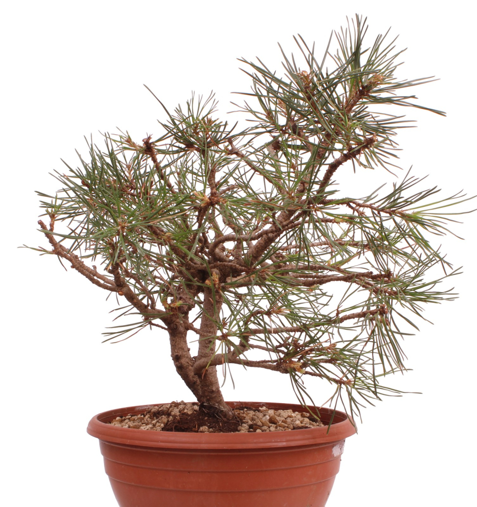 Preview: Bonsai - Pinus sylvestris - Waldkiefer 230/27