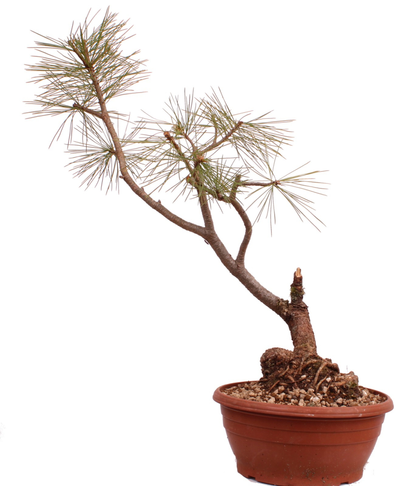 Bonsai - Pinus cembra - Zirbelkiefer  230/29