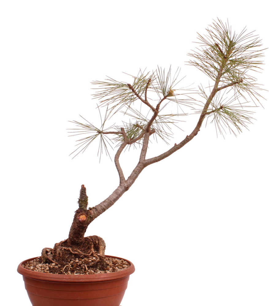 Bonsai - Pinus cembra - Zirbelkiefer  230/29