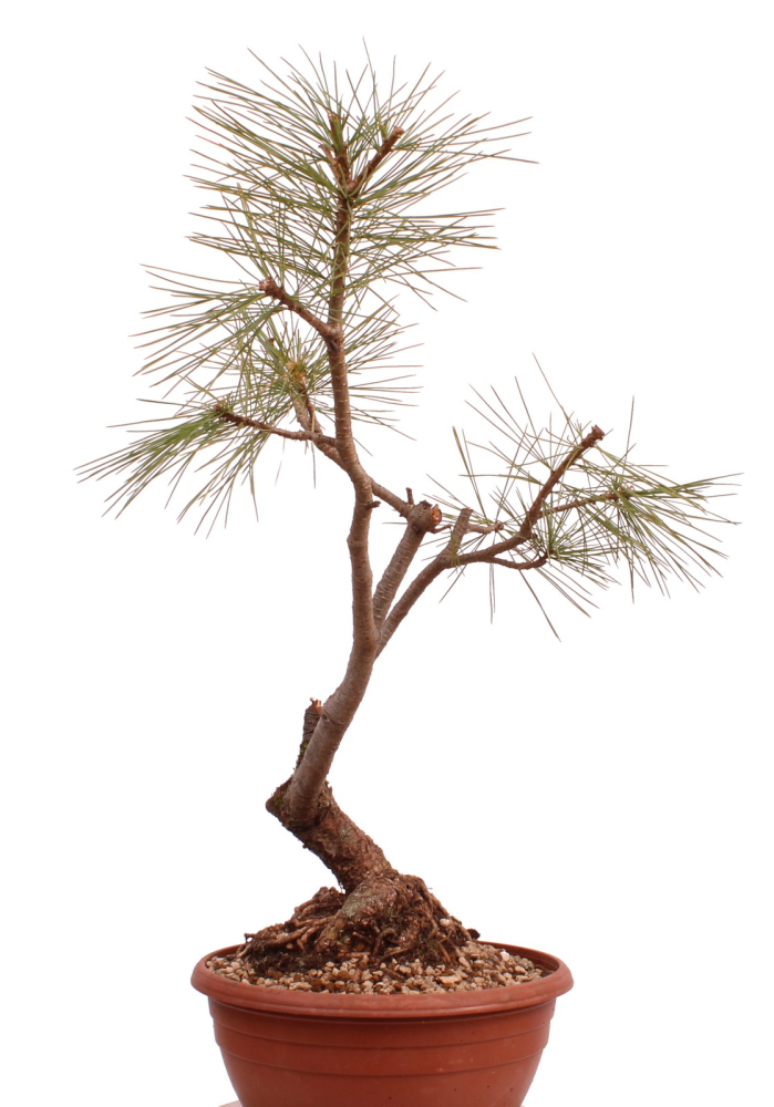 Bonsai - Pinus cembra - Zirbelkiefer  230/29