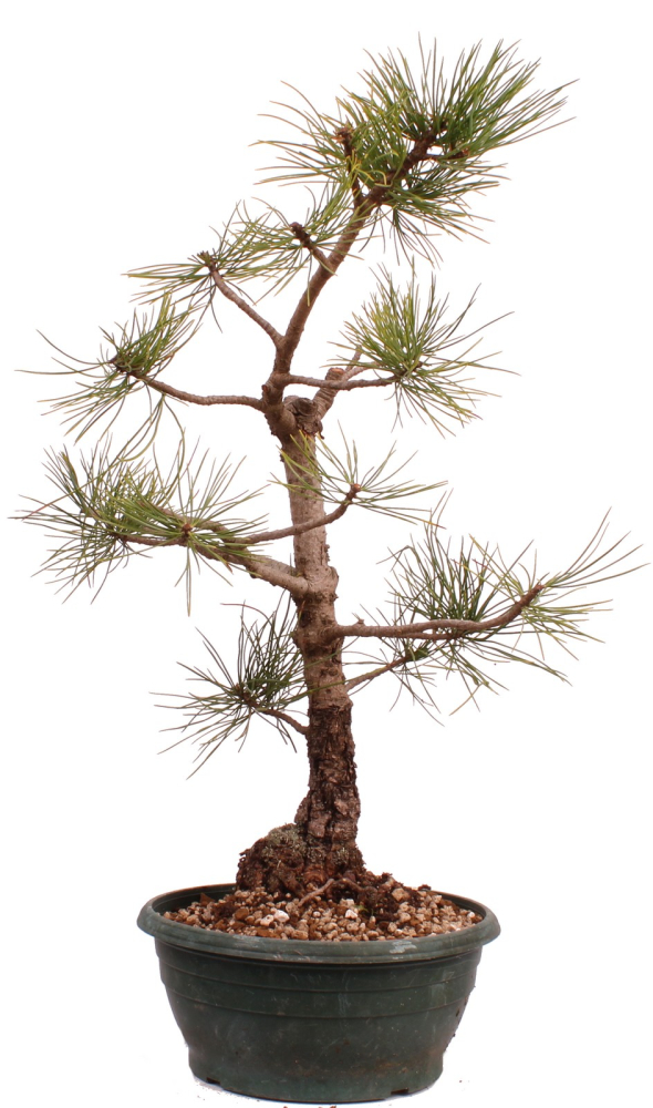 Bonsai - Pinus cembra - Zirbelkiefer  230/30