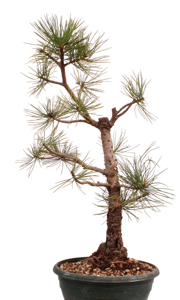 Preview: Bonsai - Pinus cembra - Zirbelkiefer  230/30