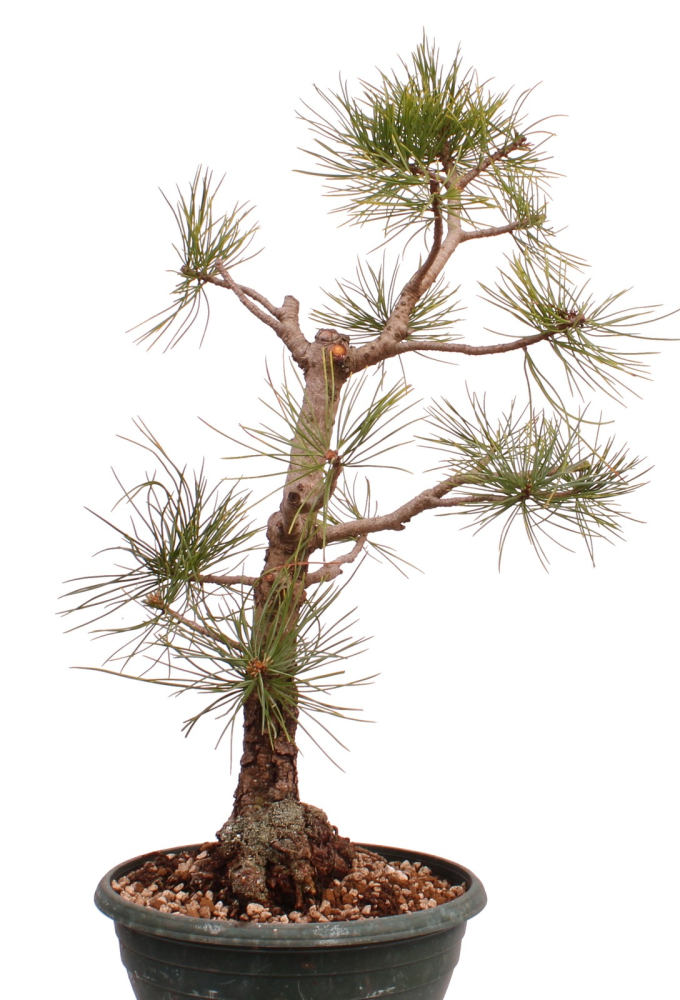 Preview: Bonsai - Pinus cembra - Zirbelkiefer  230/30