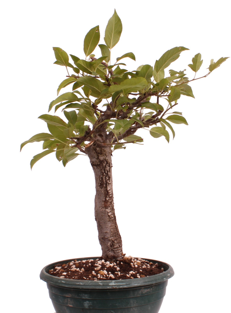 Bonsai - Malus spec.  Zier-Apfel 230/31