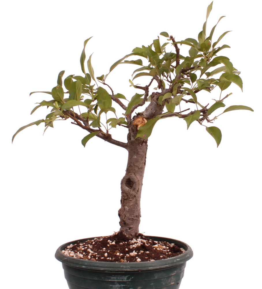 Bonsai - Malus spec.  Zier-Apfel 230/31