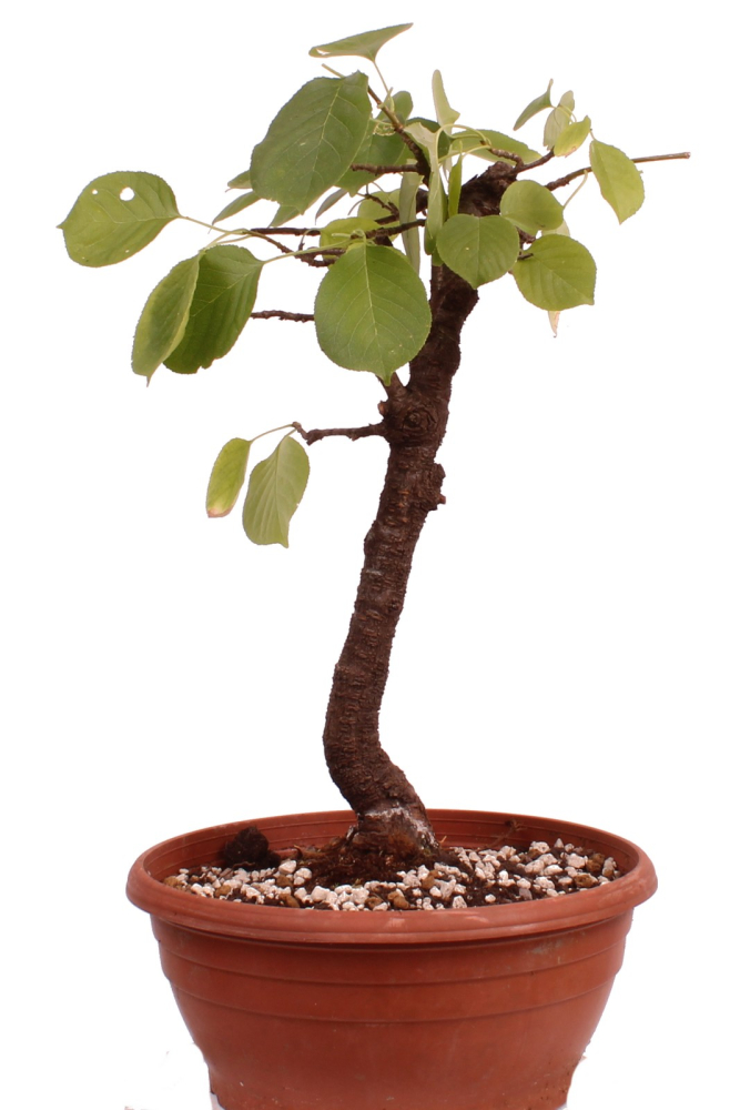Bonsai - Prunus mahaleb – Felsenkirsche 230/32