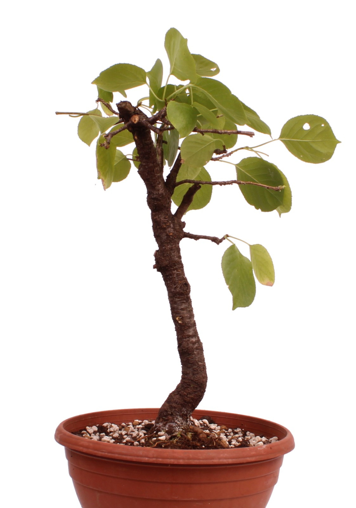 Preview: Bonsai - Prunus mahaleb – Felsenkirsche 230/32