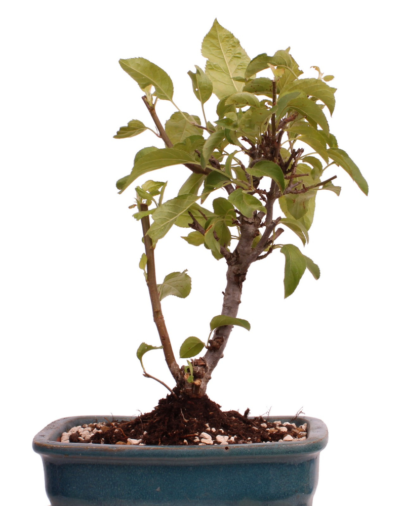 Preview: Bonsai - Malus spec.  Zier-Apfel 230/33