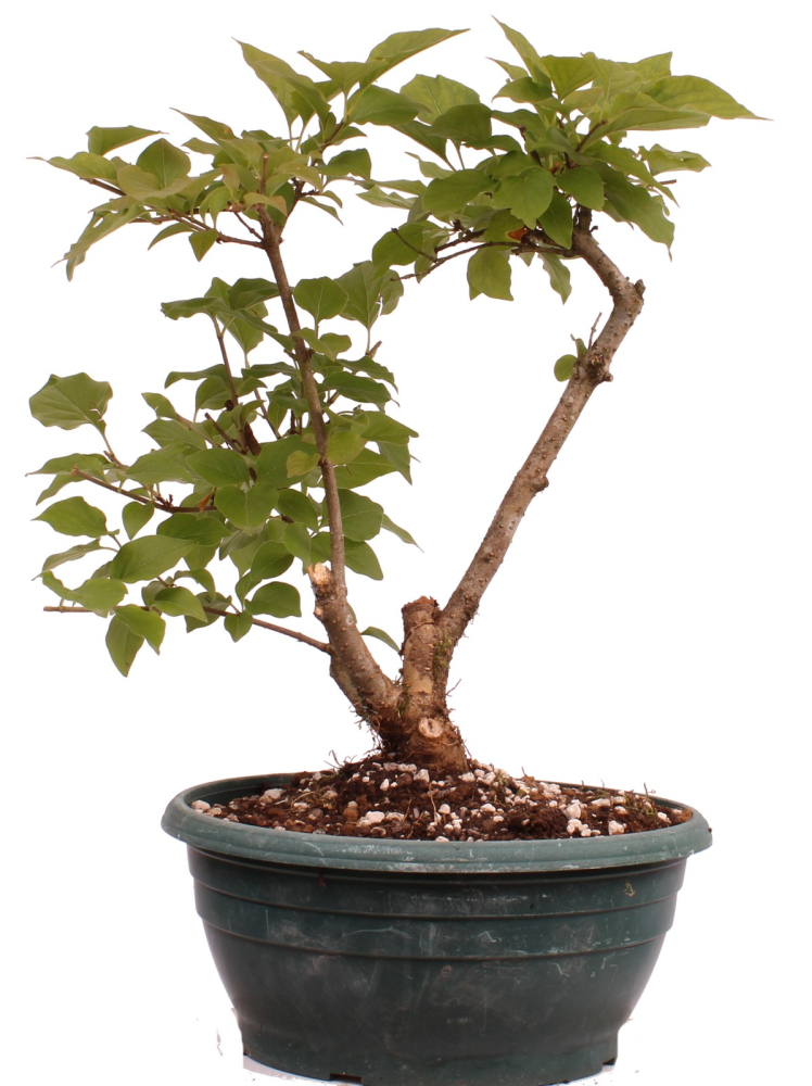 Bonsai - Syringa meyeri – Zwergflieder 230/34