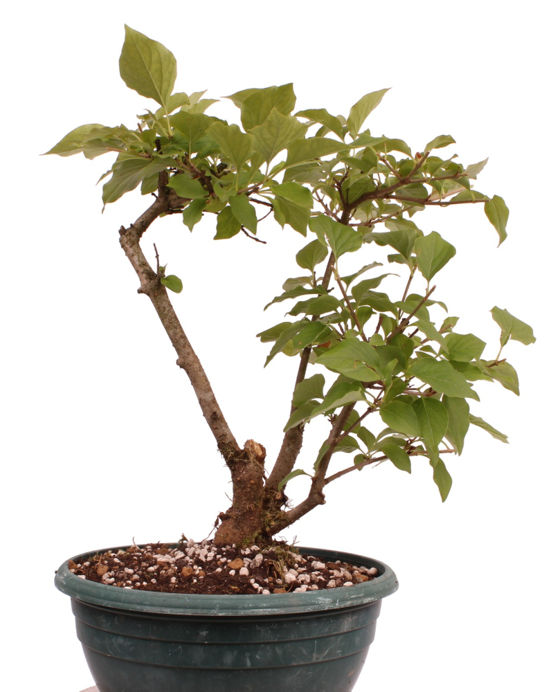 Preview: Bonsai - Syringa meyeri – Zwergflieder 230/34