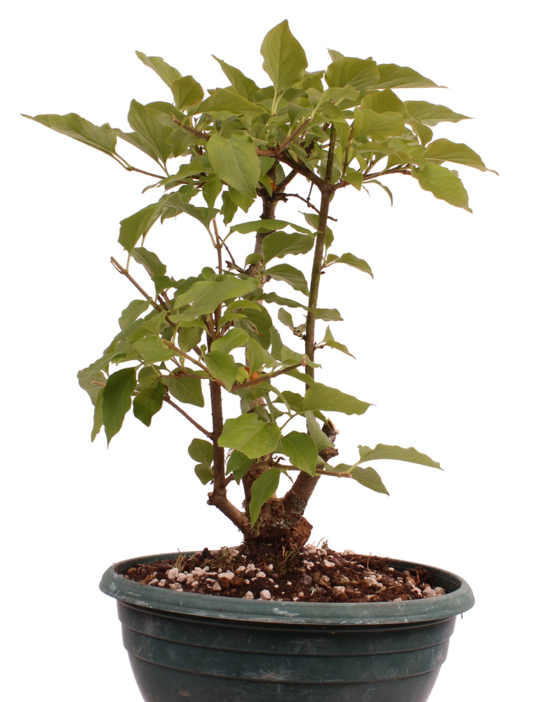 Preview: Bonsai - Syringa meyeri – Zwergflieder 230/34