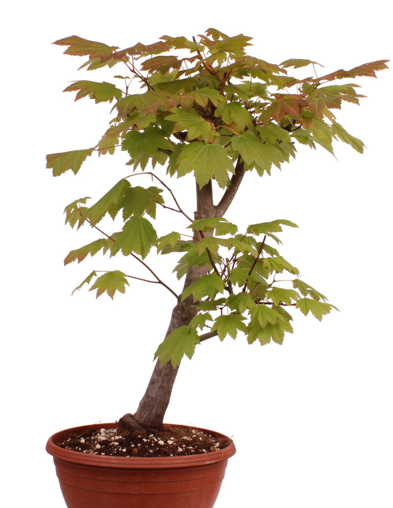 Bonsai - Acer circinatum – Weinblattahorn 230/35