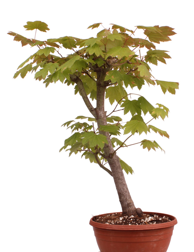Bonsai - Acer circinatum – Weinblattahorn 230/35