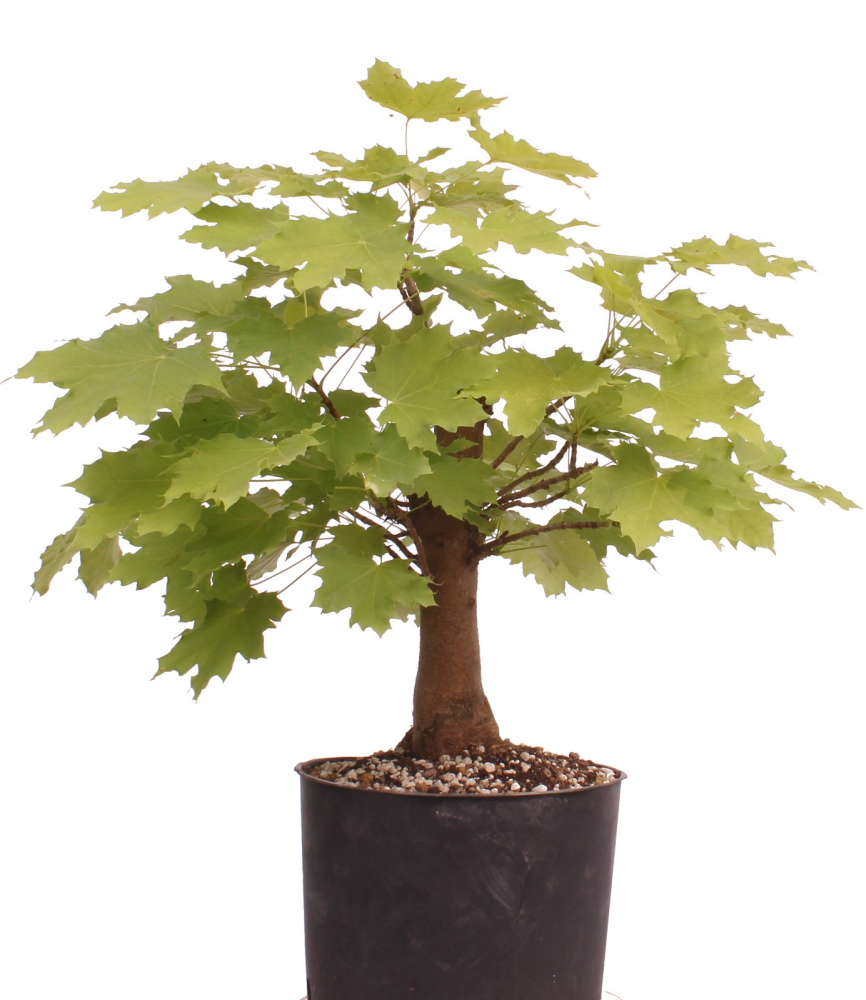 Bonsai - Acer platanoides – Spitzahorn 230/36