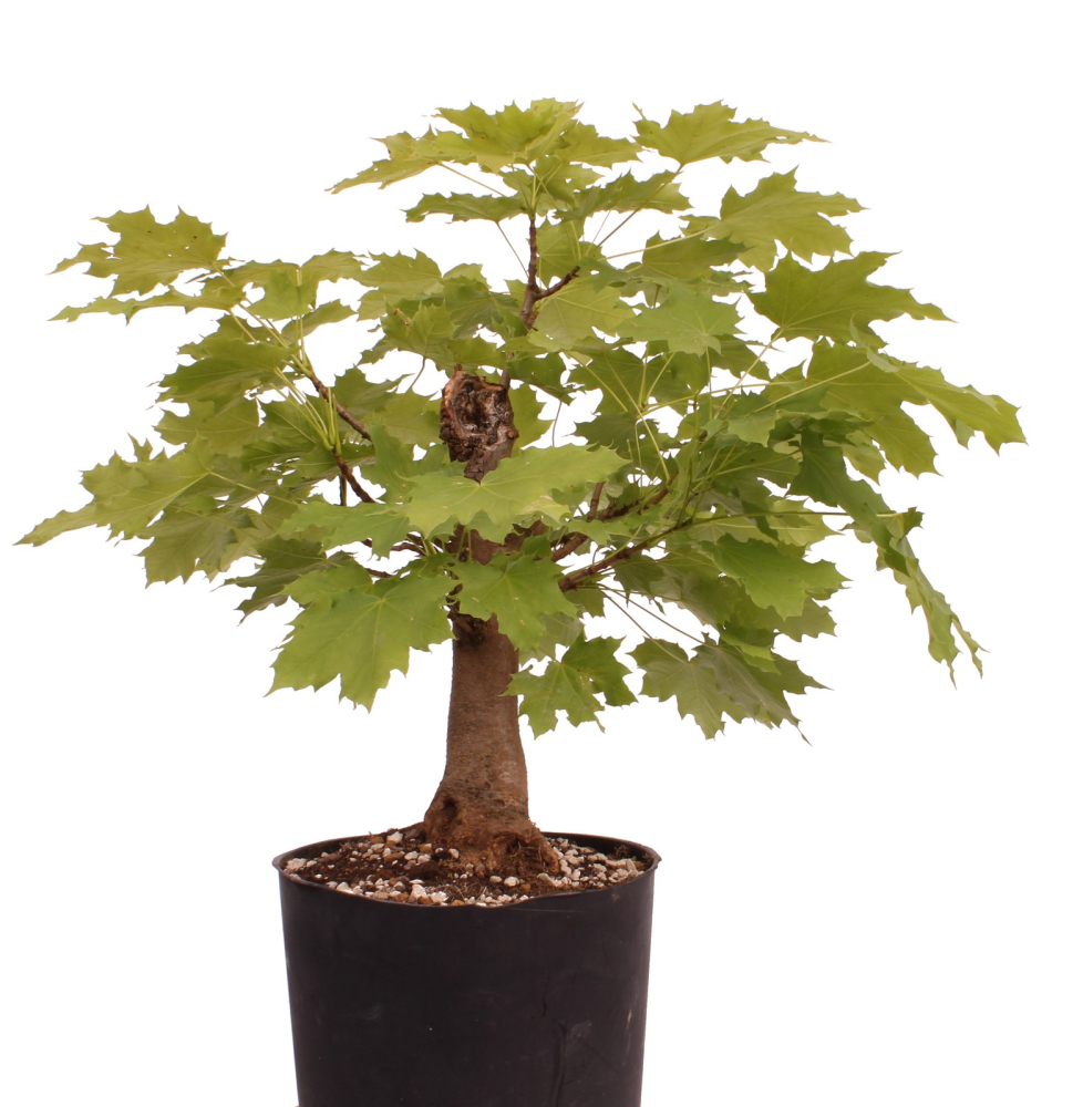 Preview: Bonsai - Acer platanoides – Spitzahorn 230/36