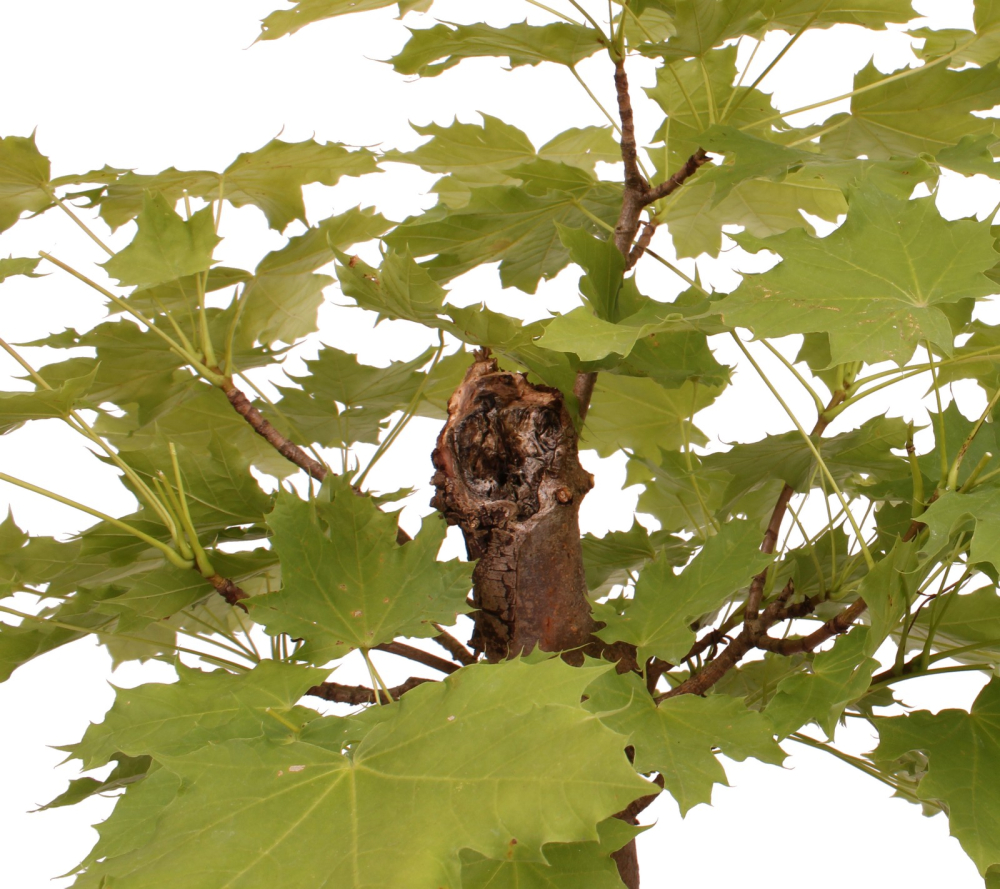 Bonsai - Acer platanoides – Spitzahorn 230/36