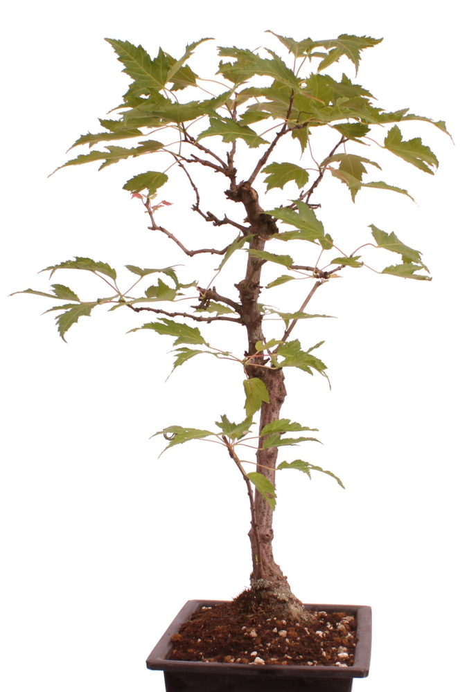 Preview: Bonsai - Acer tataricum - Tatarischer Ahorn 230/38