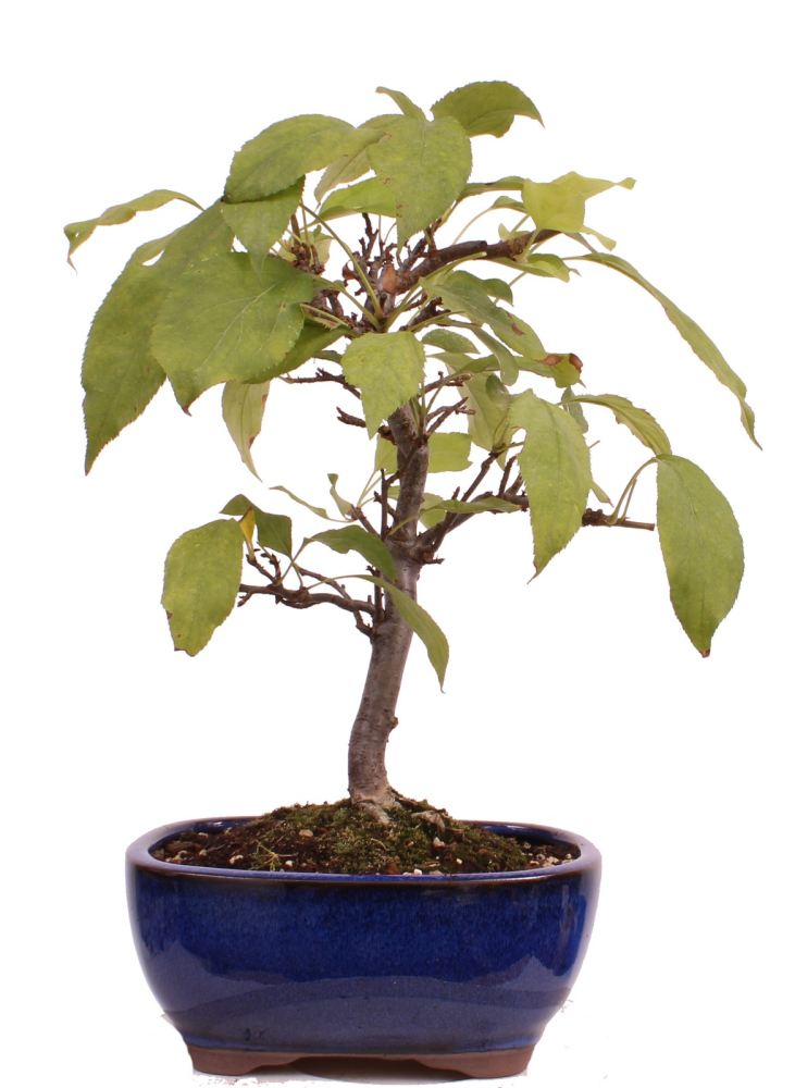 Bonsai - Malus spec.  Zier-Apfel 230/39