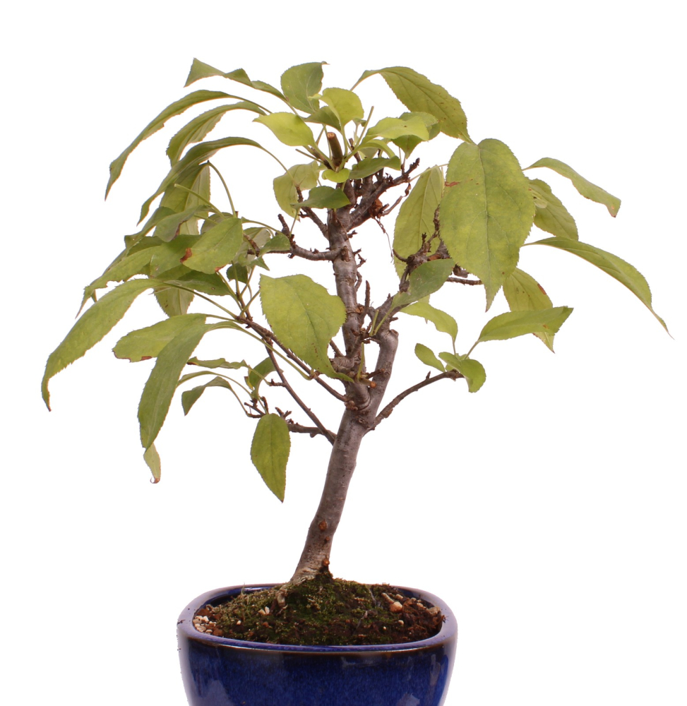 Preview: Bonsai - Malus spec.  Zier-Apfel 230/39