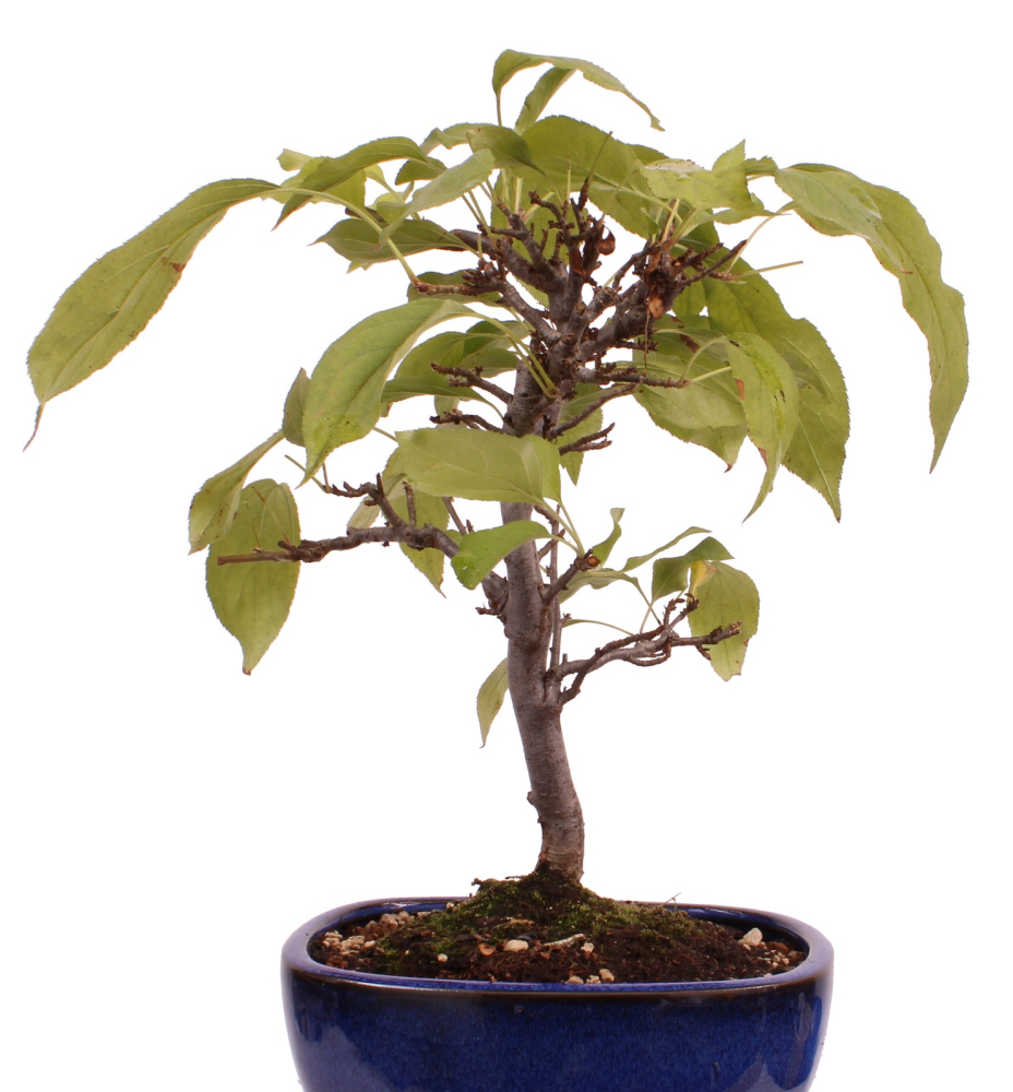 Preview: Bonsai - Malus spec.  Zier-Apfel 230/39