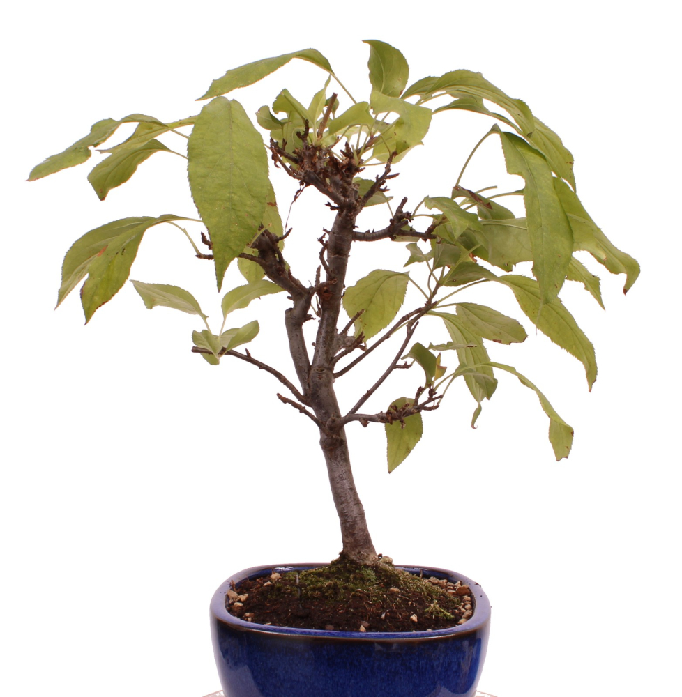 Preview: Bonsai - Malus spec.  Zier-Apfel 230/39