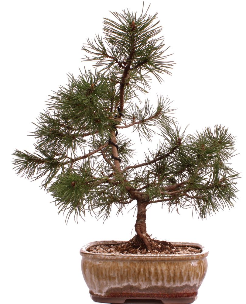 Bonsai - Pinus mugo - Bergkiefer 230/40