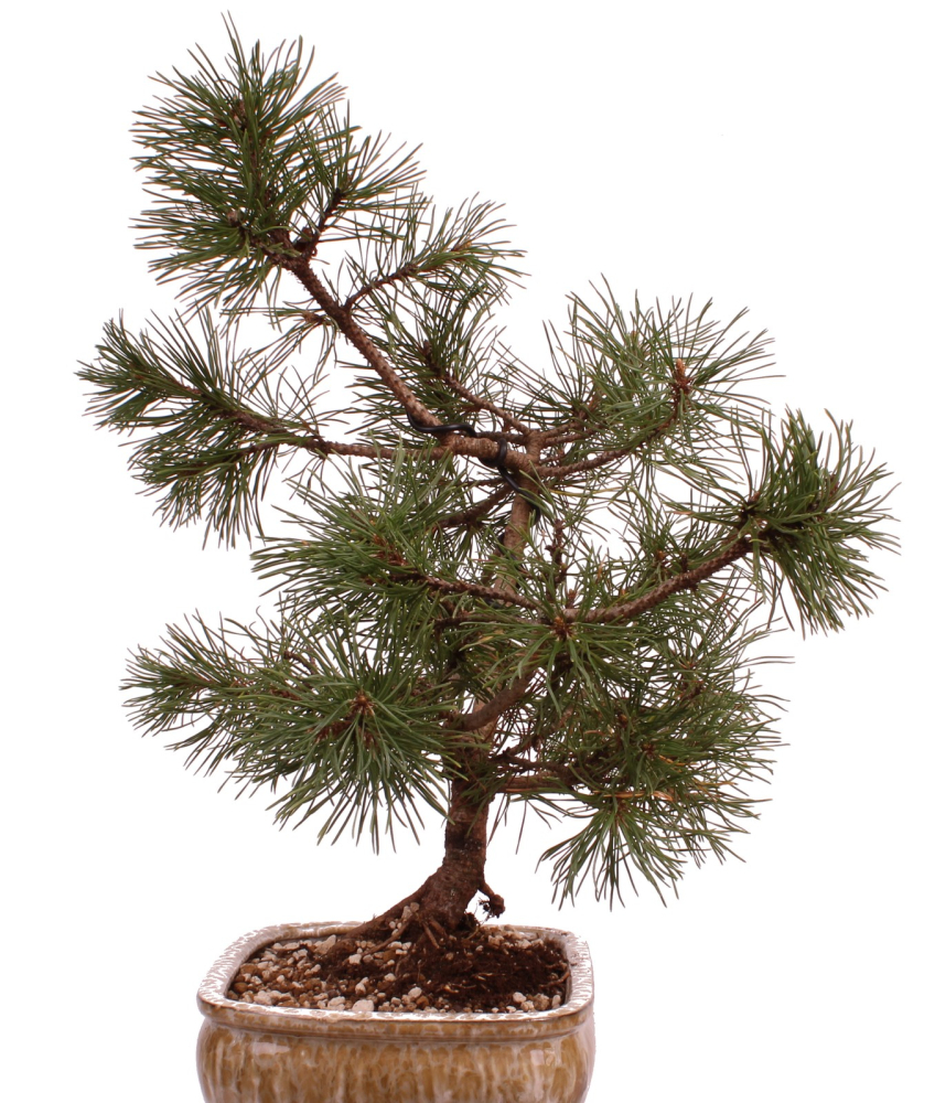 Preview: Bonsai - Pinus mugo - Bergkiefer 230/40