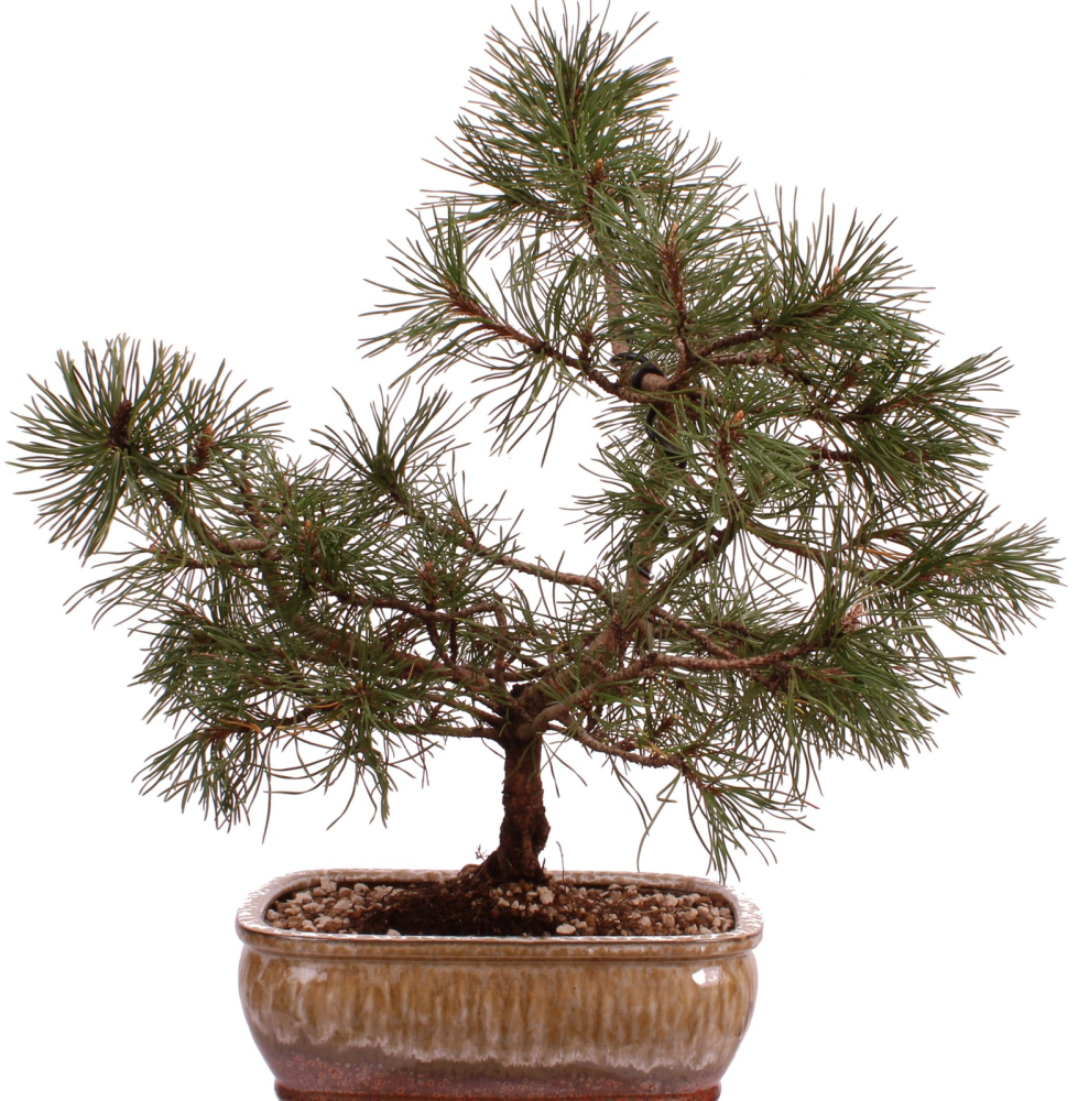 Preview: Bonsai - Pinus mugo - Bergkiefer 230/40
