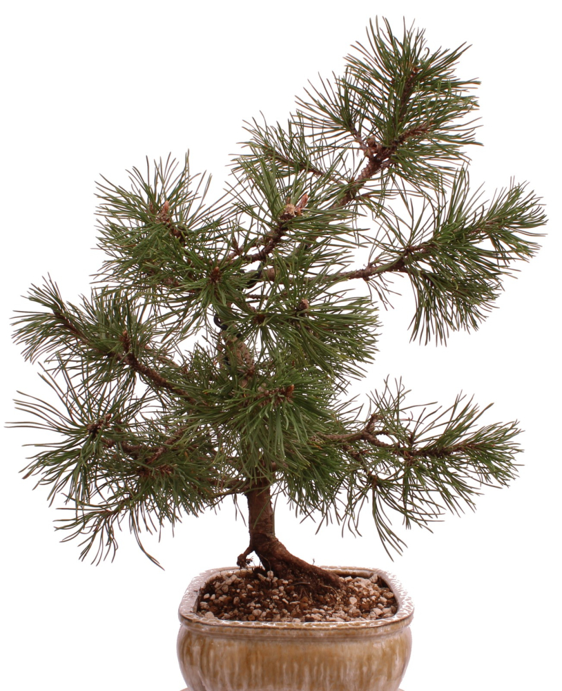 Preview: Bonsai - Pinus mugo - Bergkiefer 230/40