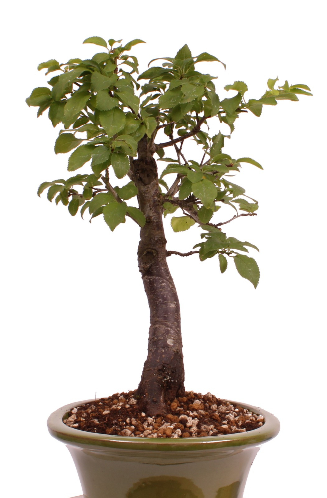 Preview: Bonsai - Prunus spec. - Zierkirsche