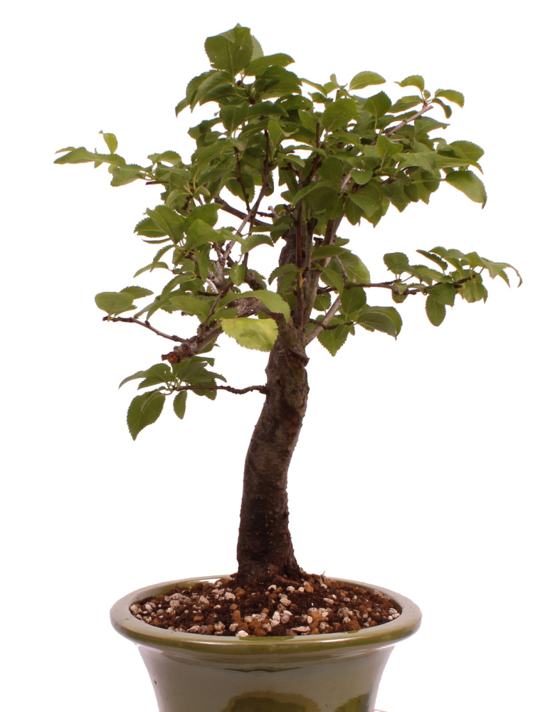 Preview: Bonsai - Prunus spec. - Zierkirsche