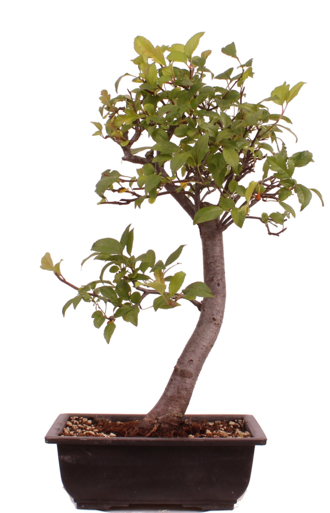Bonsai - Malus spec.  Zier-Apfel 230/43