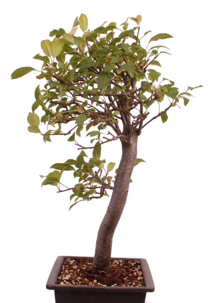 Preview: Bonsai - Malus spec.  Zier-Apfel 230/42