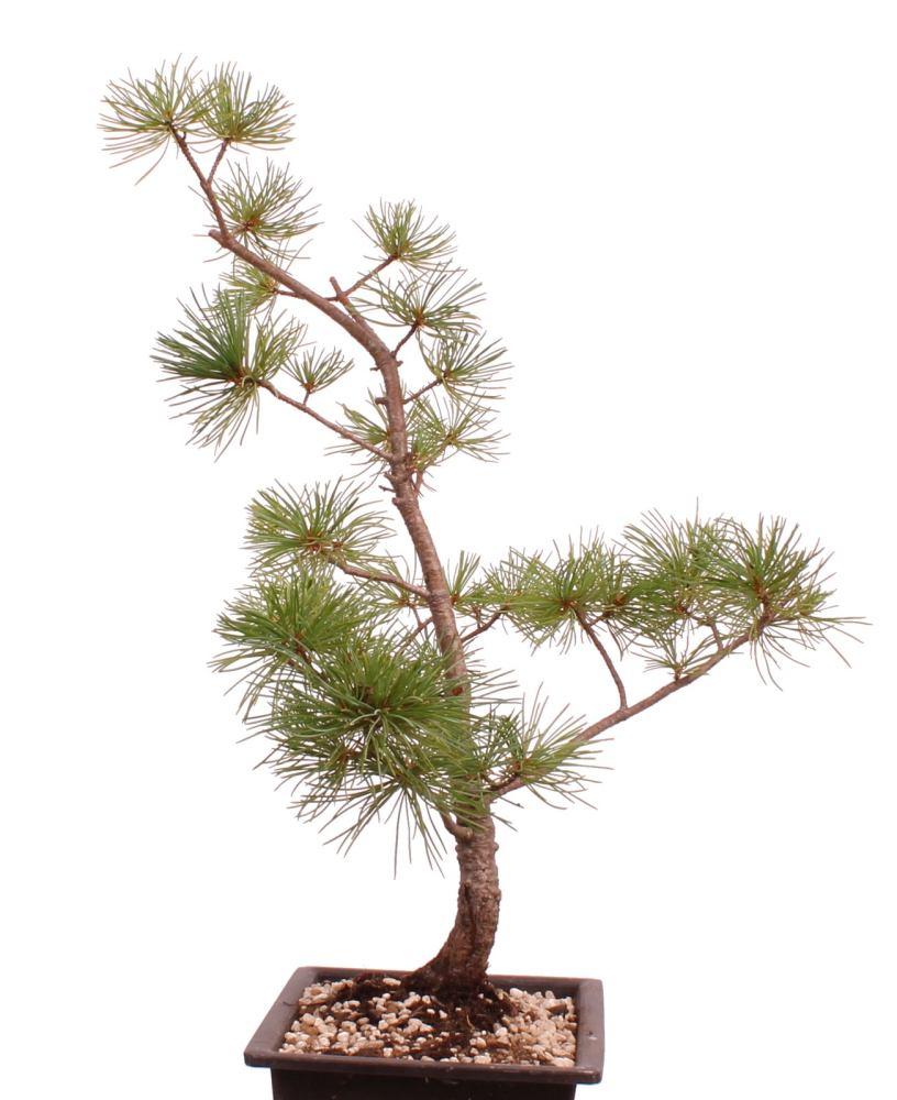 Preview: Bonsai - Pinus parviflora - Mädchenkiefer - Wurzelecht 230/44