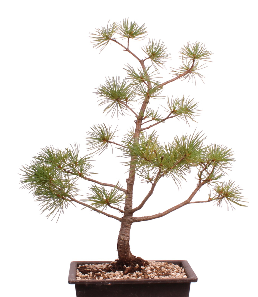 Preview: Bonsai - Pinus parviflora - Mädchenkiefer - Wurzelecht 230/44