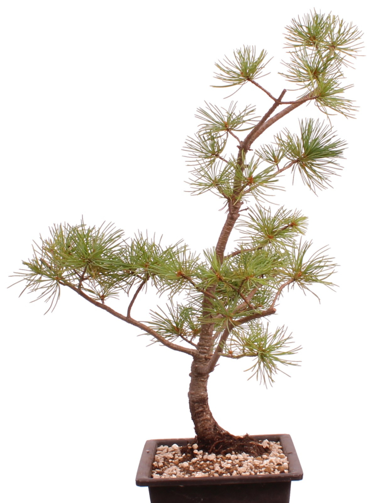 Preview: Bonsai - Pinus parviflora - Mädchenkiefer - Wurzelecht 230/44