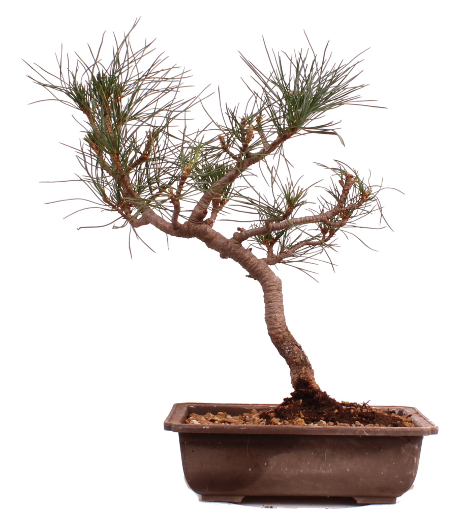 Bonsai - Pinus cembra - Zirbelkiefer  230/45