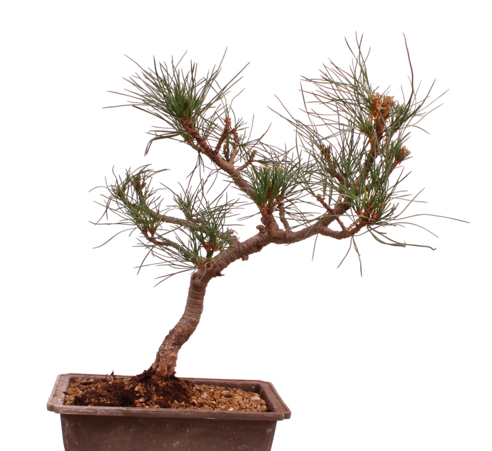 Bonsai - Pinus cembra - Zirbelkiefer  230/45